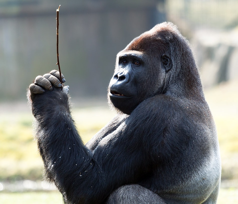 Gorilla - Beekse Bergen, 4 april 2014