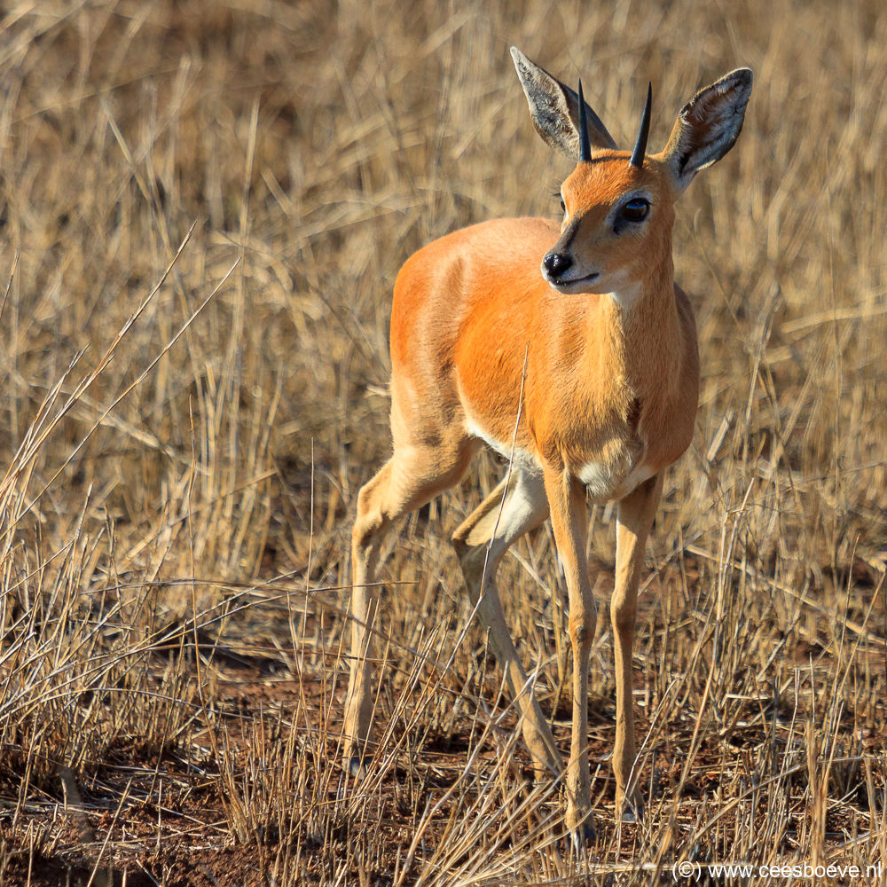 Steenbok | Krugerpark, Satara restcamp – 19 november 2014