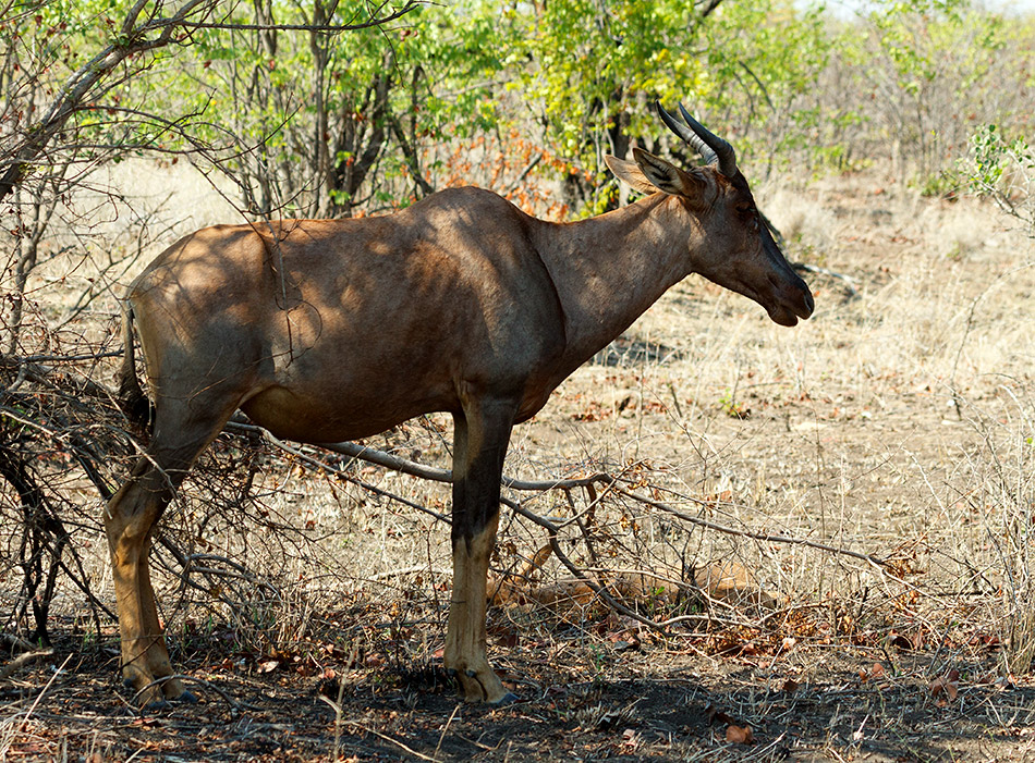Hartebeest | Krugerpark, Letaba Restcamp – 23 november 2014