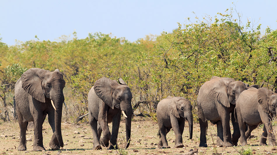 Olifanten | Krugerpark, Letaba Restcamp – 23 november 2014