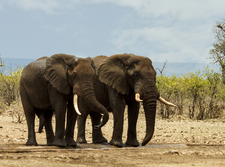Olifanten | Krugerpark, Letaba Restcamp – 23 november 2014