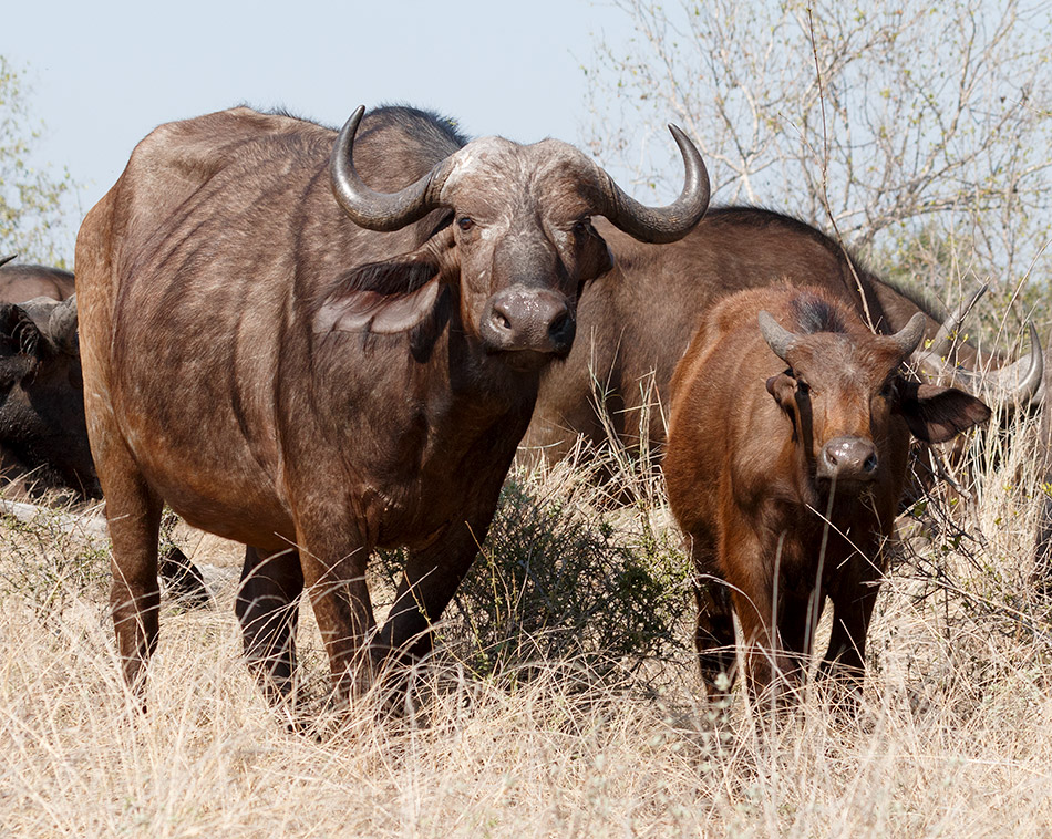 Buffels | Krugerpark, Olifants Restcamp – 24 november 2014