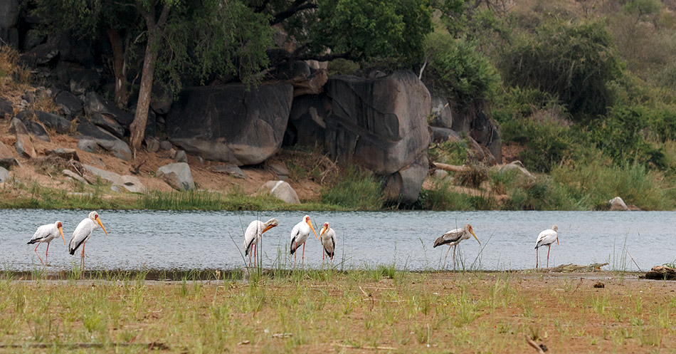 Afrikaanse Nimmerzats | Phalaborwa, Rivier Safari – 27 november 2014