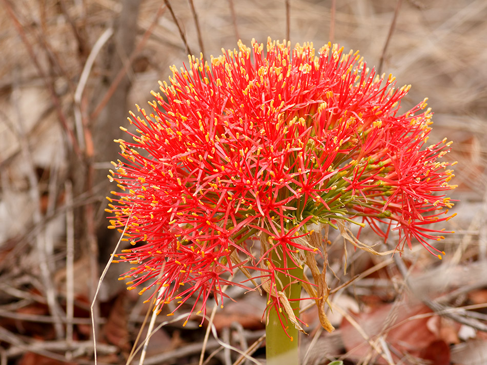 Rode bloem | Phalaborwa, Silonque Bush Estate – 30 november 2014