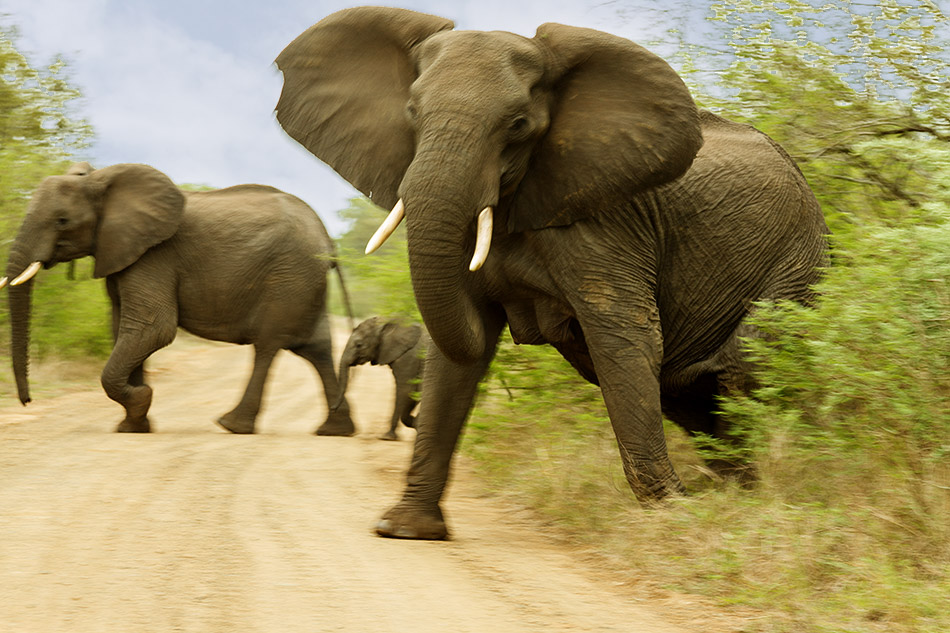 Olifanten moeten even imponeren | Krugerpark, Phabeni gate – 17 november 2014