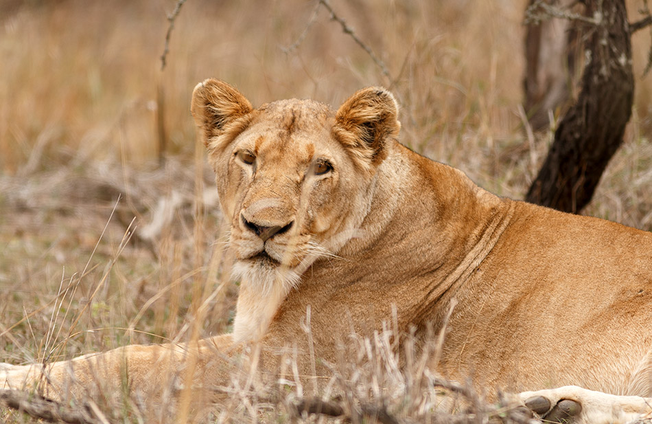 Leeuw | Krugerpark, Lake Panic Hide – 17 november 2014