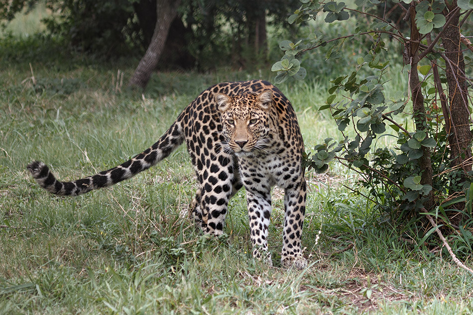 Luipaard | Krugerpark, Lake Panic Hide – 17 november 2014