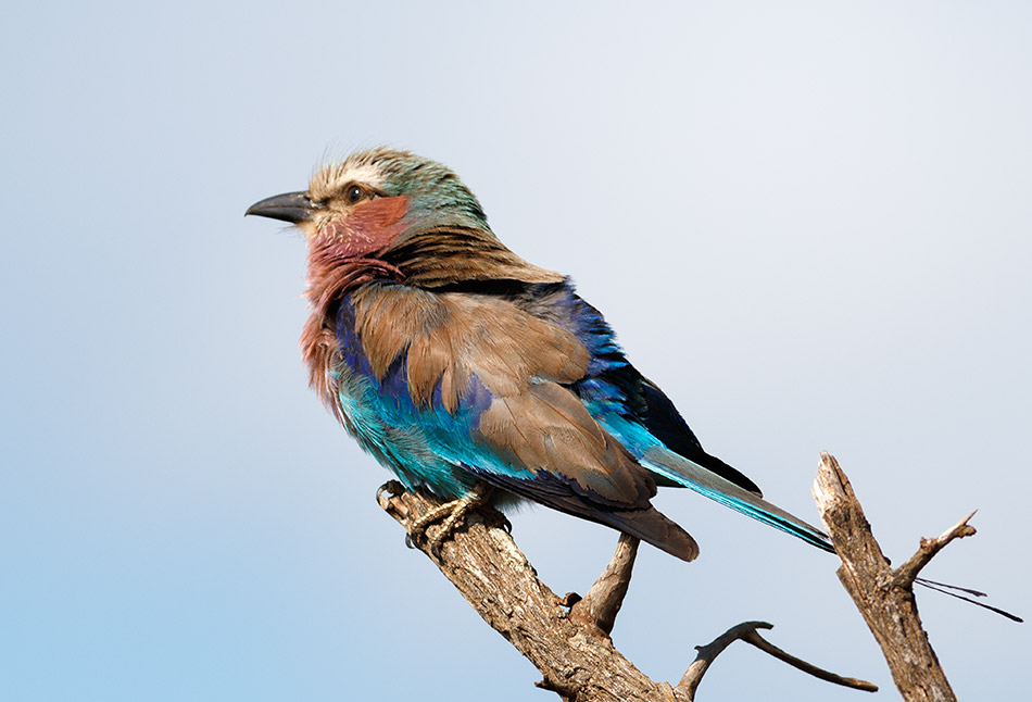 Vorkstaart Scharrelaar | Krugerpark, Lower Sabie restcamp – 19 november 2014