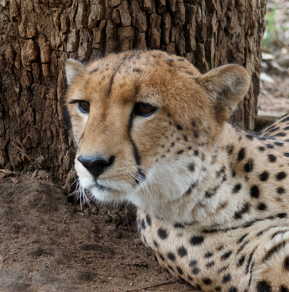 Cheeta | Krugerpark, Lower Sabie restcamp – 19 november 2014