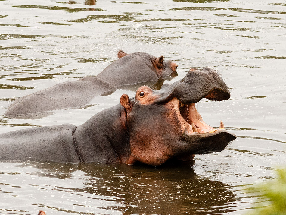 Nijlpaarden | Krugerpark, Orpen dam – 19 november 2014