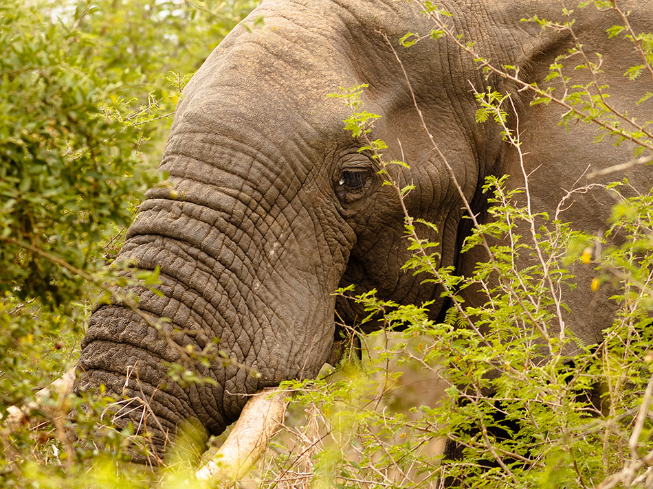 Olifant | Krugerpark, Lower Sabie restcamp – 19 november 2014