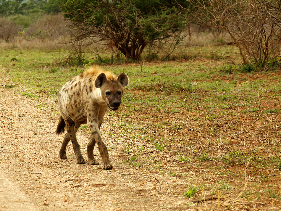 Hyena | Krugerpark, Lower Sabie restcamp – 19 november 2014