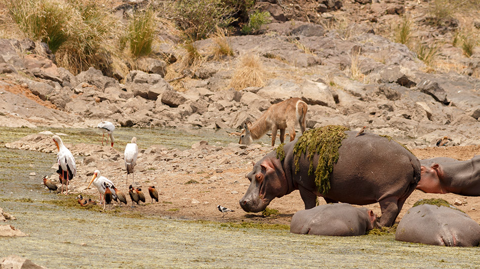 Nijlpaard | Krugerpark, Satara restcamp – 20 november 2014