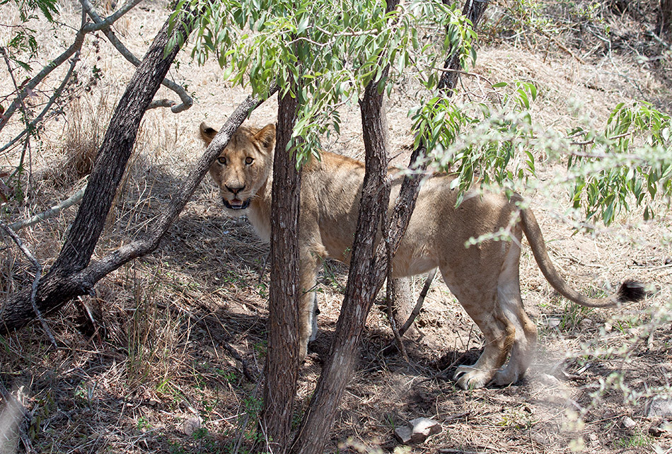 Leeuw | Krugerpark, Satara restcamp – 20 november 2014