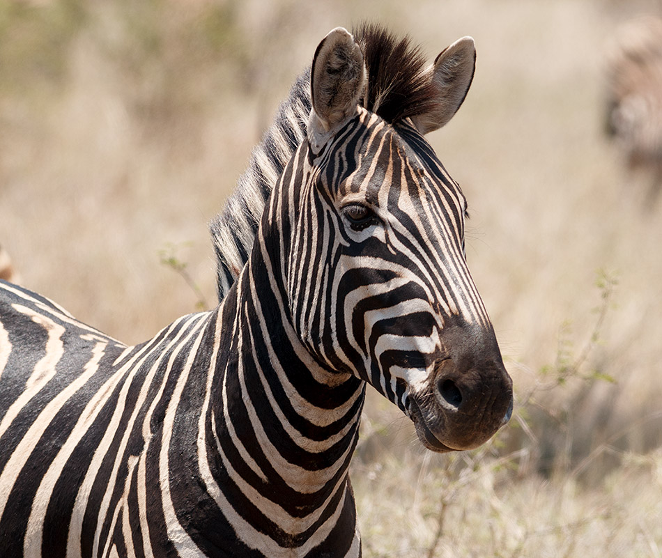 Zebra | Krugerpark, Satara restcamp - 20 november 2014