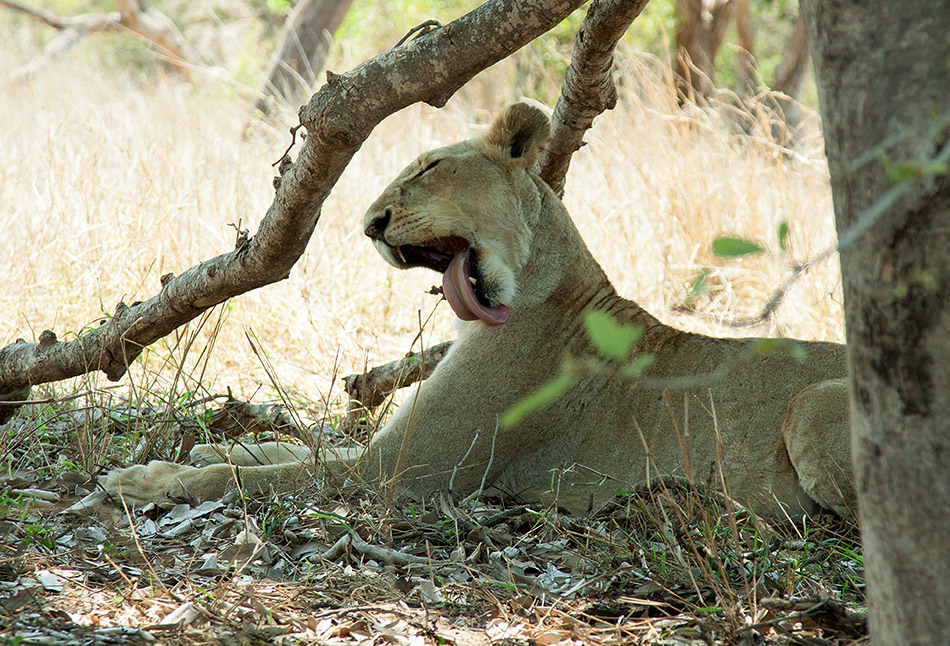 Leeuw | Krugerpark, Satara restcamp – 20 november 2014