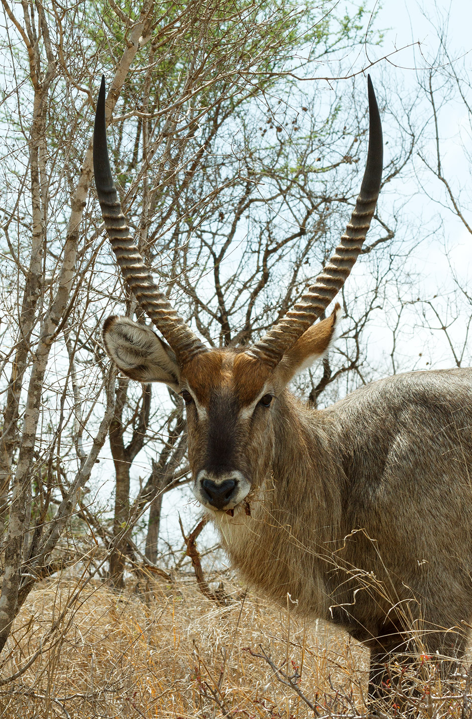 Waterbok | Krugerpark, Satara restcamp – 21 november 2014
