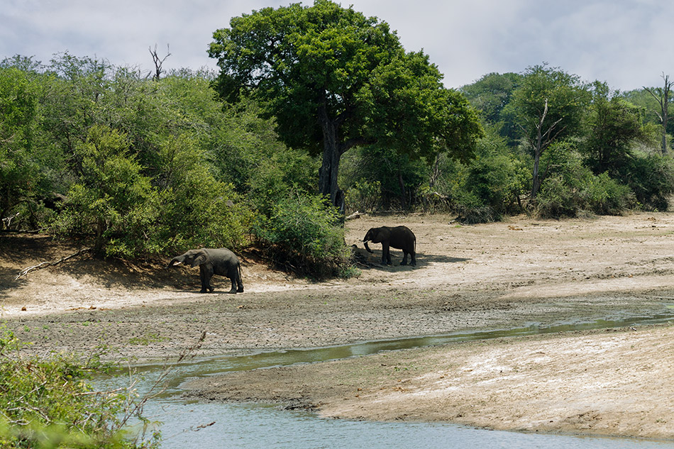 Olifanten | Krugerpark, Satara restcamp – 21 november 2014