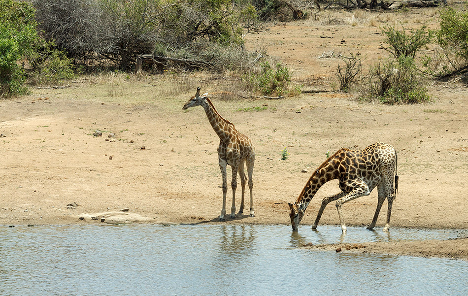 Giraffen | Krugerpark, Satara restcamp – 22 november 2014