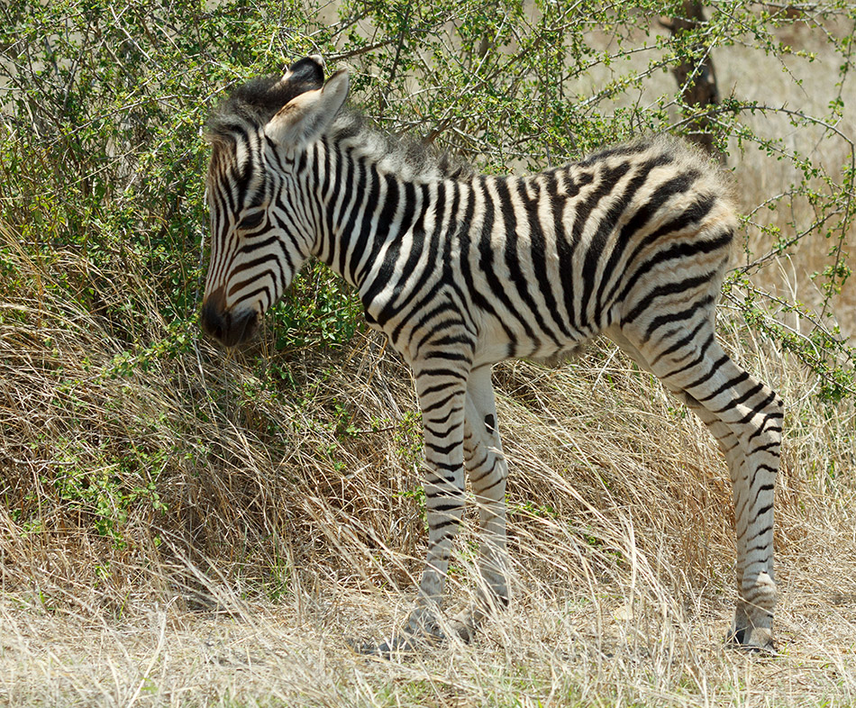 Net geboren zebra | Krugerpark, Satara restcamp – 22 november 2014