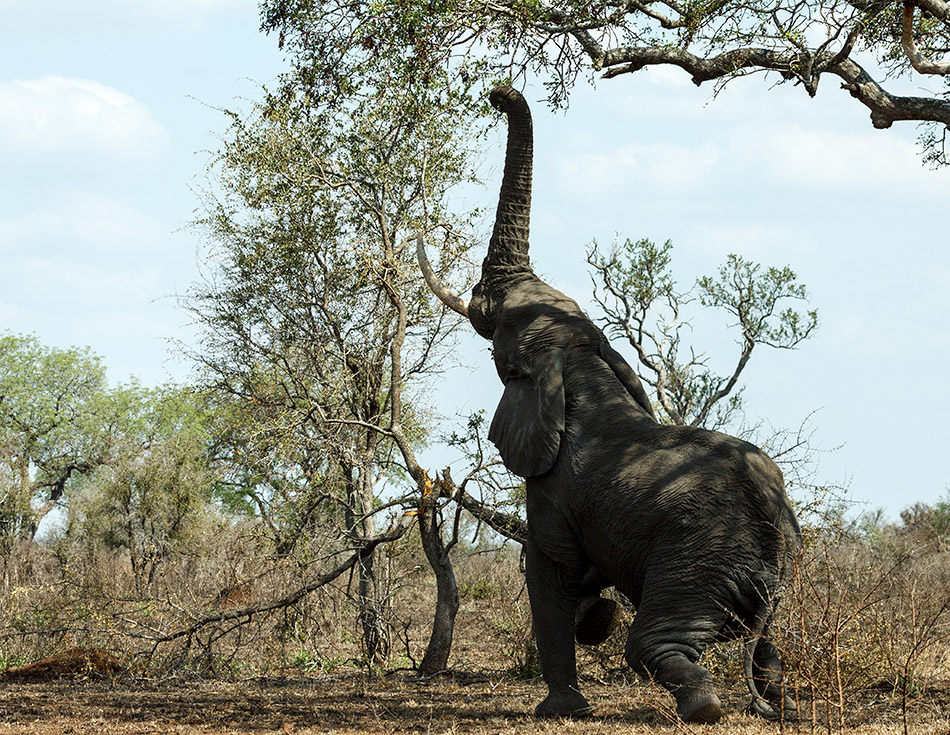 Olifant | Krugerpark, Satara restcamp – 22 november 2014