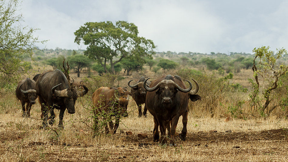 Buffels | Krugerpark, Satara restcamp – 22 november 2014