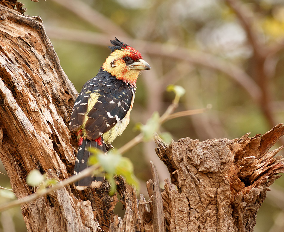 Kuifbaardvogel | Krugerpark, Satara restcamp – 22 november 2014