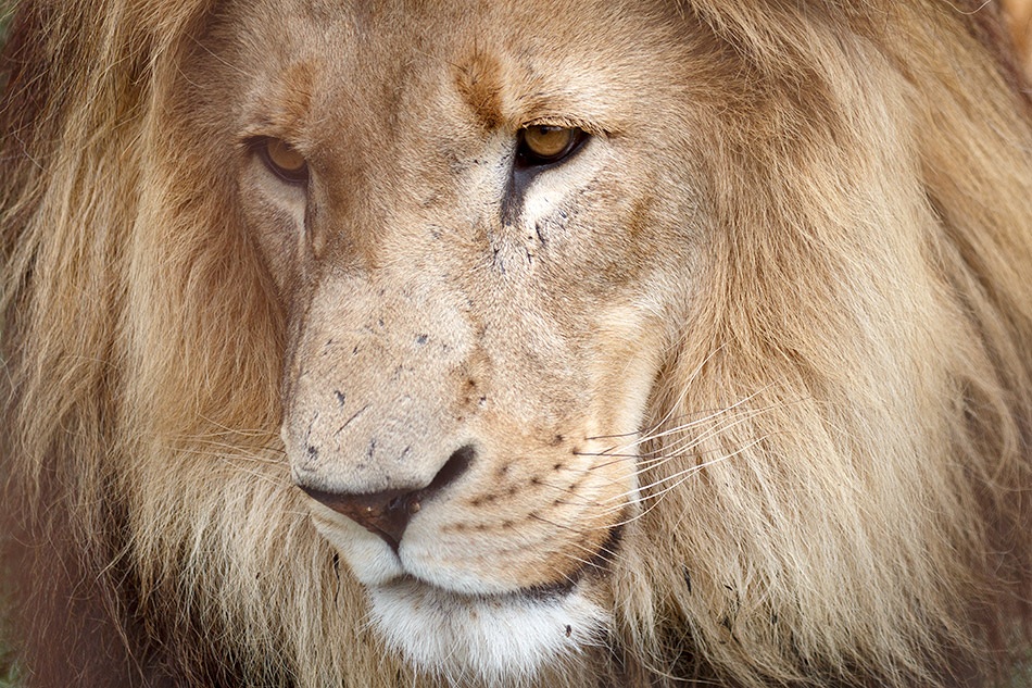 Leeuw | Krugerpark