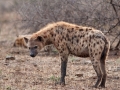 Hyena_Satara
