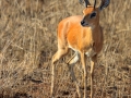 Steenbok | Krugerpark, Satara restcamp – 19 november 2014