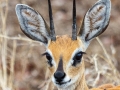 Steenbok | Krugerpark, Satara restcamp – 19 november 2014