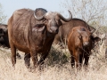 Buffels | Krugerpark, Olifants Restcamp – 24 november 2014