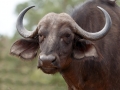 Buffel | Phalaborwa, Rivier Safari – 27 november 2014