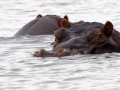 Nijlpaarden | Phalaborwa, Rivier Safari – 27 november 20143