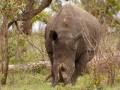 Neushoorn | Krugerpark, Phabeni gate – 17 november 2014