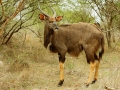 Kudu | Krugerpark, Lower Sabie restcamp – 19 november 2014