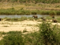 Olifanten | Krugerpark, Lower Sabie restcamp – 19 november 2014