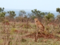 Cheeta | Krugerpark, Lower Sabie restcamp – 19 november 2014