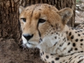 Cheeta | Krugerpark, Lower Sabie restcamp – 19 november 2014