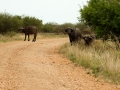Buffels | Krugerpark, Lower Sabie restcamp – 19 november 2014