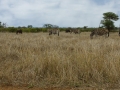 Zebra | Krugerpark, Satara restcamp – 20 november 2014