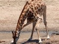 Giraffe | Krugerpark, Satara restcamp – 20 november 2014