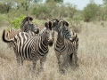 Zebra | Krugerpark, Satara restcamp – 20 november 2014