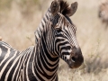 Zebra | Krugerpark, Satara restcamp - 20 november 2014