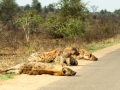 Hyena | Krugerpark, Satara restcamp – 21 november 2014