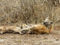 Hyena | Krugerpark, Satara restcamp – 21 november 2014