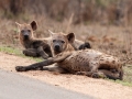 Hyena | Krugerpark, Satara restcamp – 21 november 2014