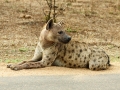 Hyena | Krugerpark, Satara restcamp – 21 november 2014