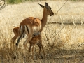 Antilope | Krugerpark, Satara restcamp – 21 november 2014