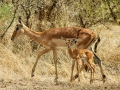 Antilope | Krugerpark, Satara restcamp – 21 november 2014